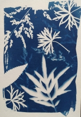 cyanotype-2-JJourdan.jpg